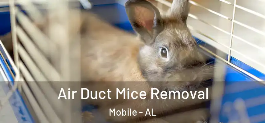  Air Duct Mice Removal Mobile - AL